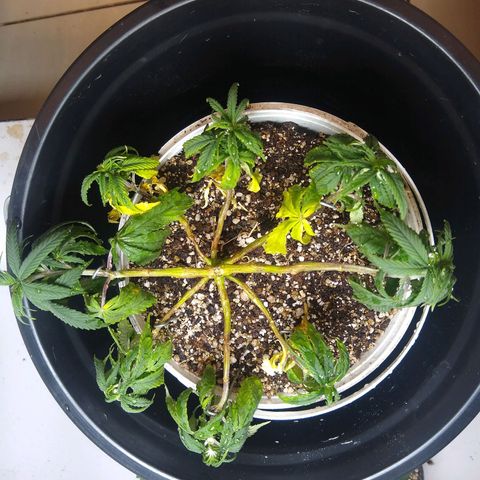 OG DEVIL growlog timeline photo