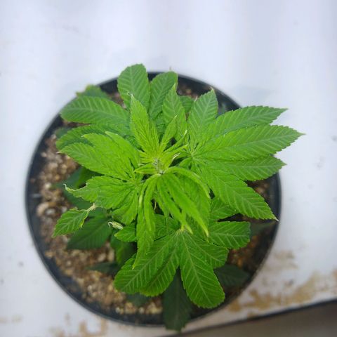 OG DEVIL growlog timeline photo
