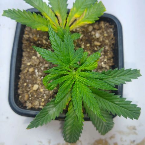 TUTTI FRUTTI growlog timeline photo