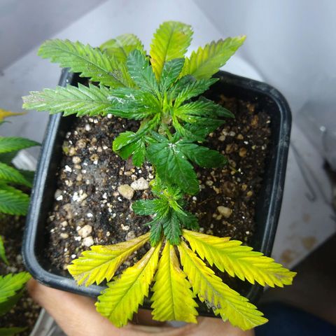 TUTTI FRUTTI growlog timeline photo