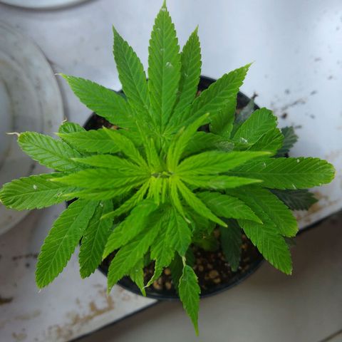 OG DEVIL growlog timeline photo