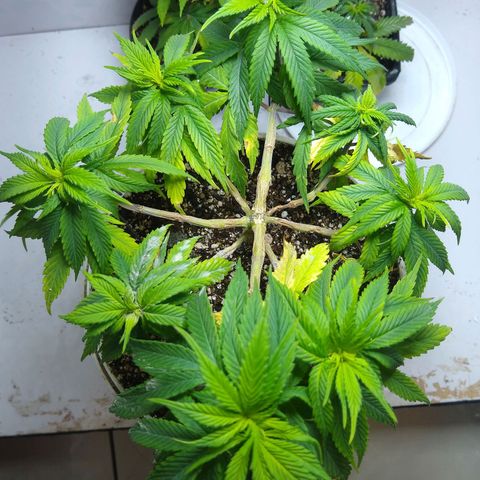 OG DEVIL growlog timeline photo