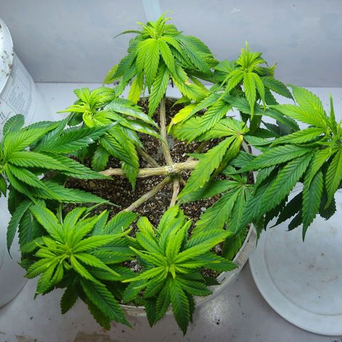 OG DEVIL growlog timeline photo