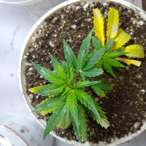 TUTTI FRUTTI growlog timeline photo