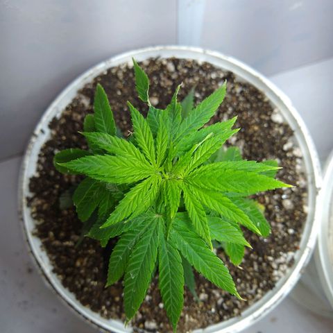 OG DEVIL growlog timeline photo