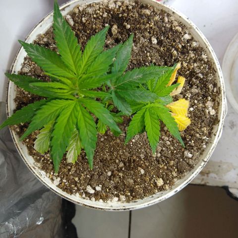 TUTTI FRUTTI growlog timeline photo