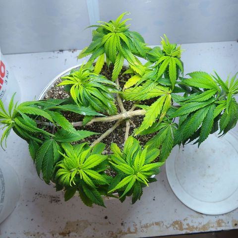 OG DEVIL growlog timeline photo
