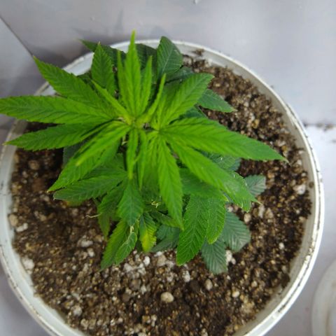 OG DEVIL growlog timeline photo