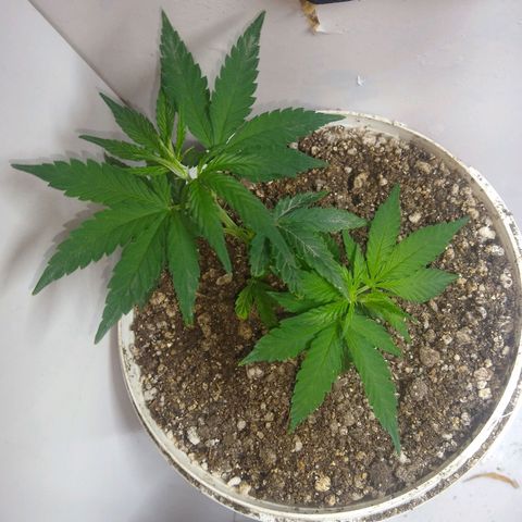 TUTTI FRUTTI growlog timeline photo