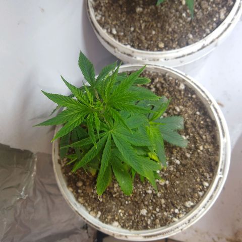 OG DEVIL growlog timeline photo