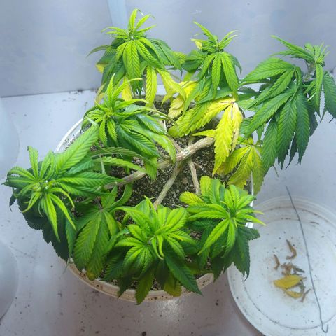 OG DEVIL growlog timeline photo