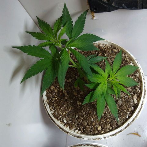 TUTTI FRUTTI growlog timeline photo