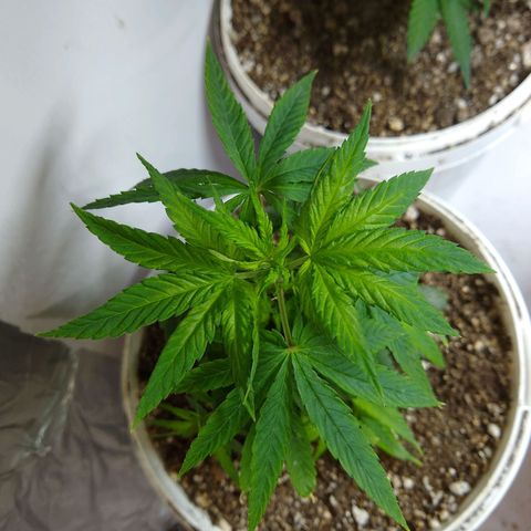 OG DEVIL growlog timeline photo