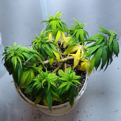 OG DEVIL growlog timeline photo