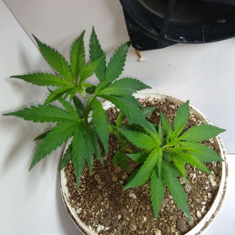 TUTTI FRUTTI growlog timeline photo