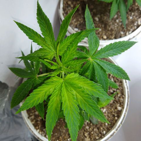 OG DEVIL growlog timeline photo