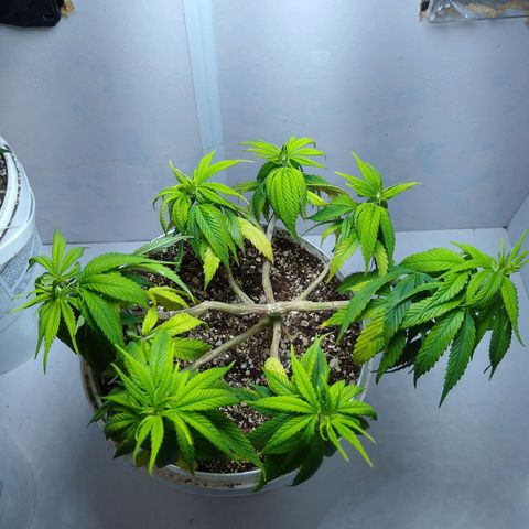 OG DEVIL growlog timeline photo