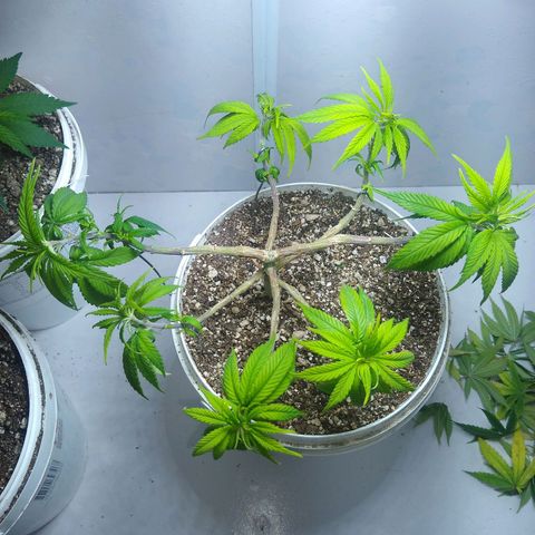 OG DEVIL growlog timeline photo