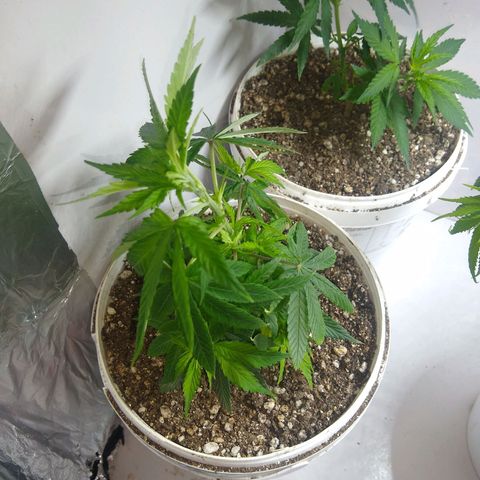 OG DEVIL growlog timeline photo