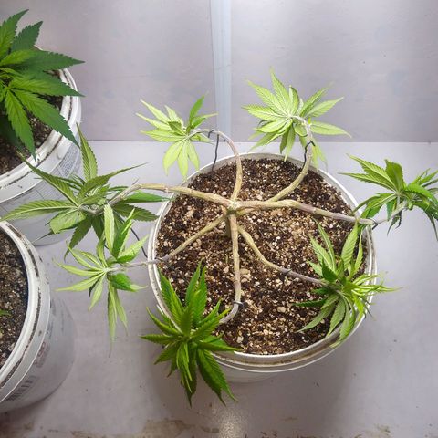 OG DEVIL growlog timeline photo
