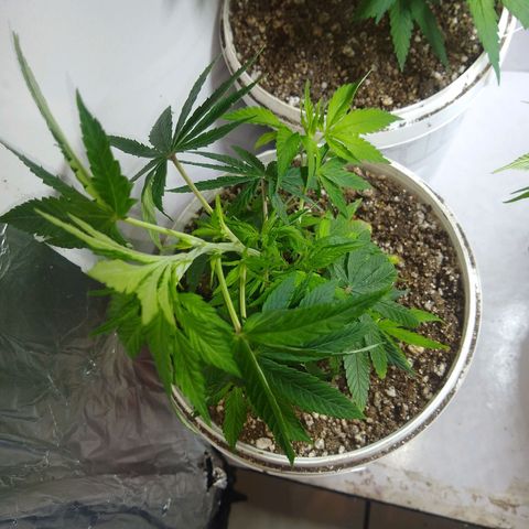 OG DEVIL growlog timeline photo