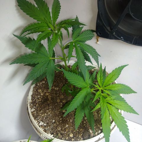 TUTTI FRUTTI growlog timeline photo