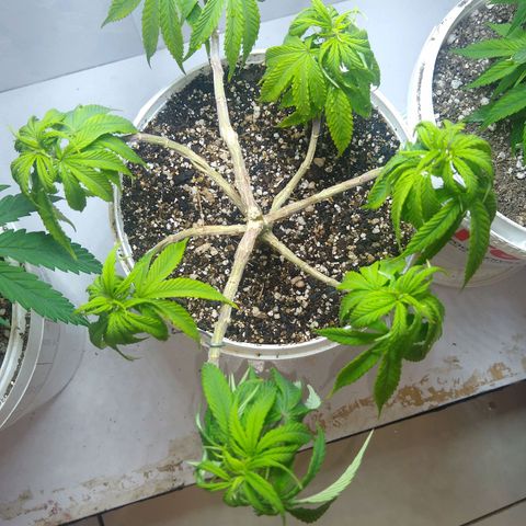 OG DEVIL growlog timeline photo