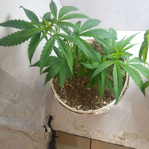 TUTTI FRUTTI growlog timeline photo
