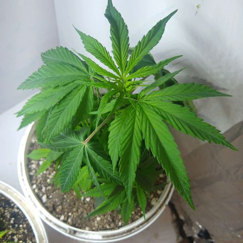 OG DEVIL growlog timeline photo