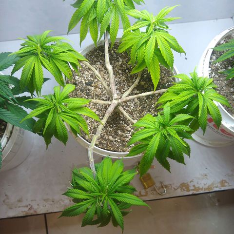 OG DEVIL growlog timeline photo