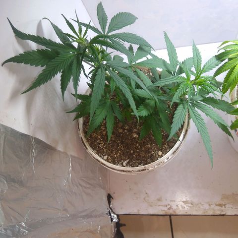 TUTTI FRUTTI growlog timeline photo