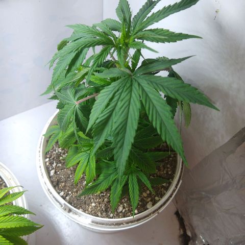 OG DEVIL growlog timeline photo
