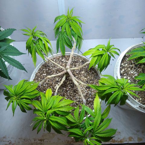 OG DEVIL growlog timeline photo