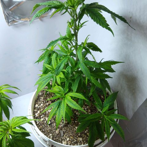 OG DEVIL growlog timeline photo