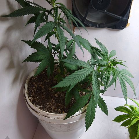 TUTTI FRUTTI growlog timeline photo