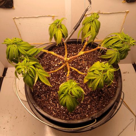 OG DEVIL growlog timeline photo
