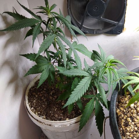TUTTI FRUTTI growlog timeline photo