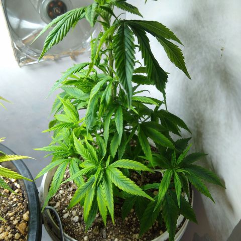 OG DEVIL growlog timeline photo