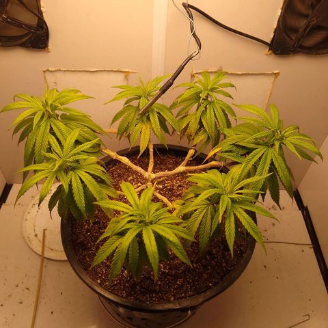 OG DEVIL growlog timeline photo