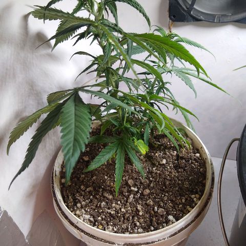 TUTTI FRUTTI growlog timeline photo