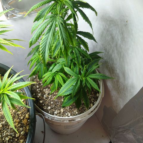 OG DEVIL growlog timeline photo