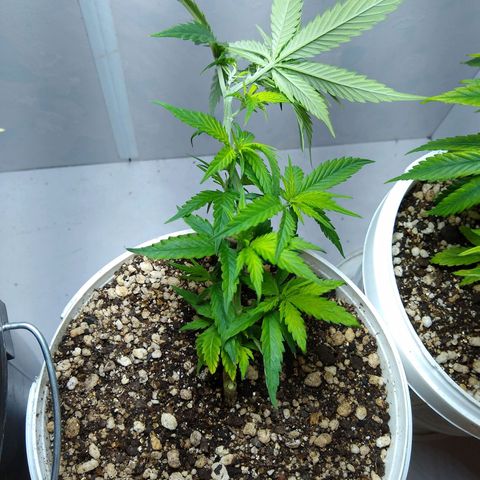 TUTTI FRUTTI growlog timeline photo