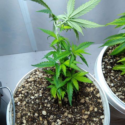 TUTTI FRUTTI growlog timeline photo