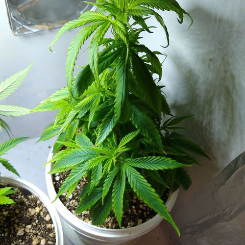 OG DEVIL growlog timeline photo