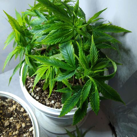 OG DEVIL growlog timeline photo