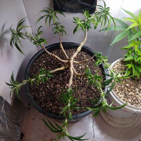 OG DEVIL growlog timeline photo