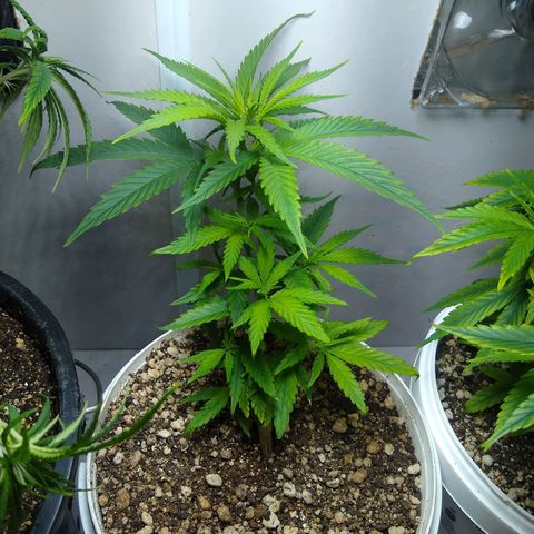 TUTTI FRUTTI growlog timeline photo