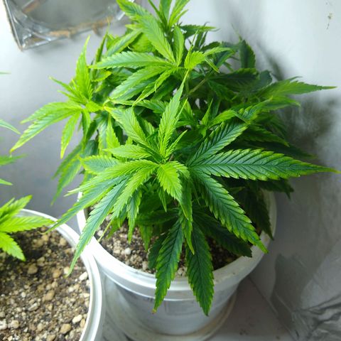 OG DEVIL growlog timeline photo