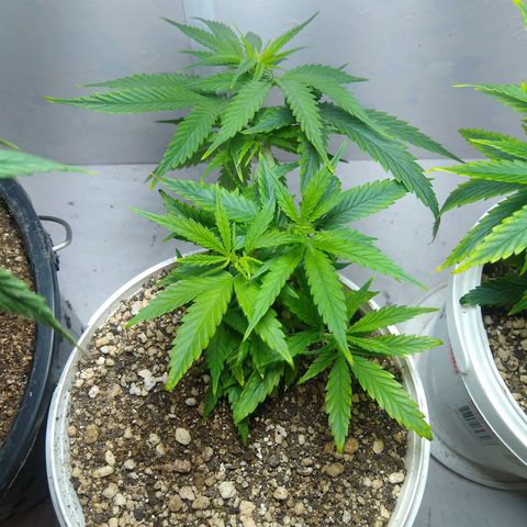 TUTTI FRUTTI growlog timeline photo