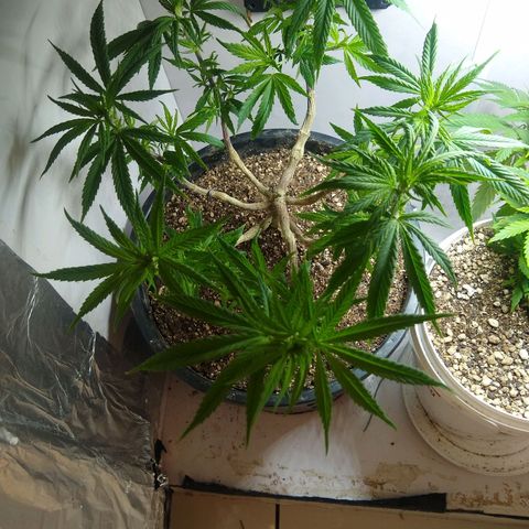 OG DEVIL growlog timeline photo